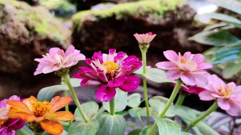 Nature Stock Footage 325723598