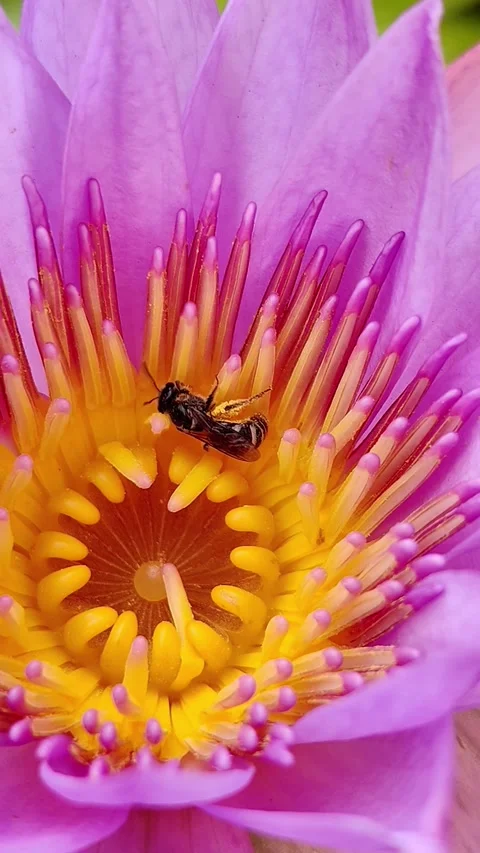 Nature Stock Footage 325888452