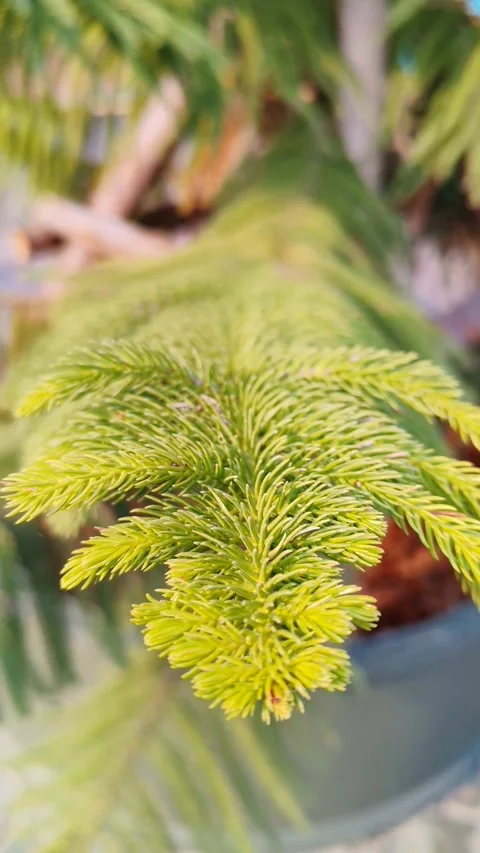 Nature Stock Footage 330241710