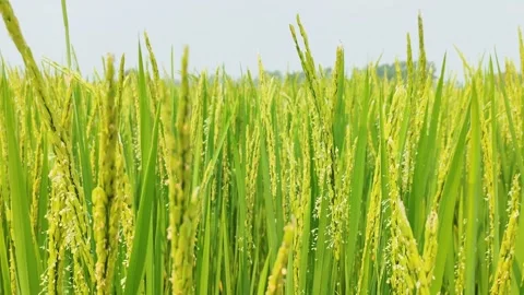 Nature Stock Footage 330481535