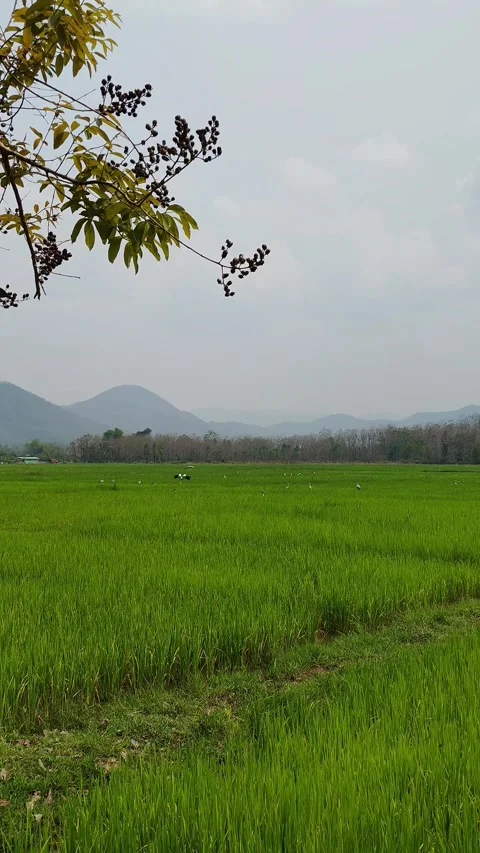 Nature Stock Footage 330481575