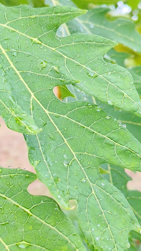 Nature Video stock 338243258