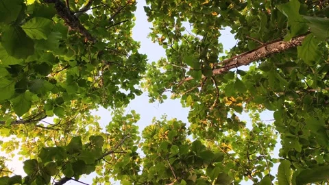 Nature 動画素材 339364477