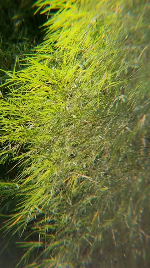 Nature 動画素材 343911704
