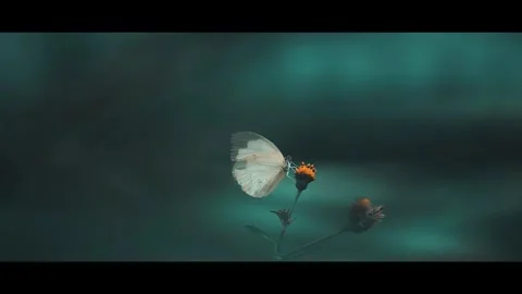 Nature footage Stock Footage 287163640