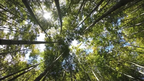 Nature Forest 4K Stock Footage Stock Footage 210234553