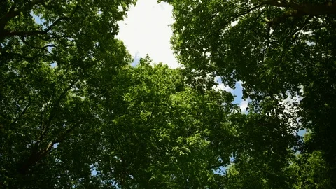 Nature, Forest with amazing trees Stock Footage 124719933