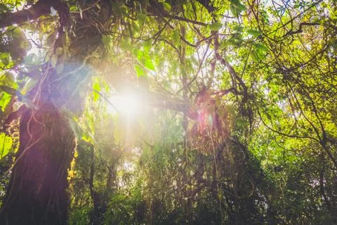 Nature forest with back lit Stock Photos