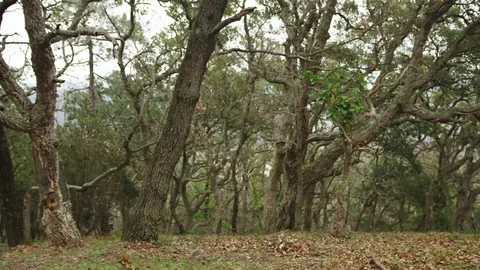 Nature forest background Stock Footage 86566011