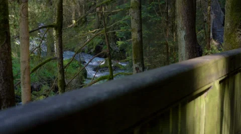 Nature forest (camera slider) Stock Footage 37750783