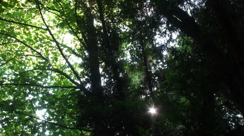 Nature Forest. Camera Slider Stock Footage 39037063