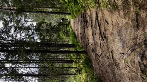 Nature, forest, dense forest, sunny summer in the forest, vertical videography Stock Footage 253716842