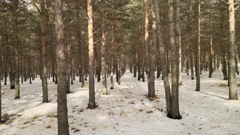 Nature forest drone Stock Footage 237167845