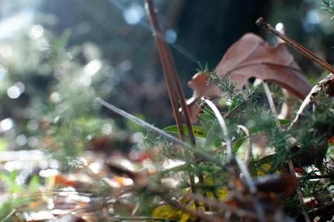 Nature on the forest floor Stock Photos