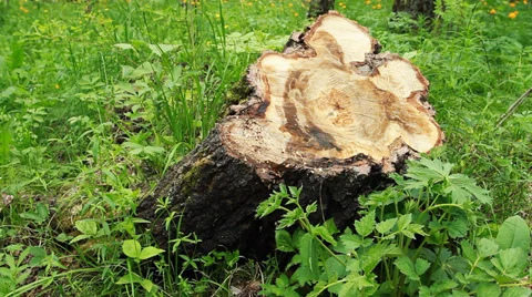 Nature Forest Stock Footage 39896932