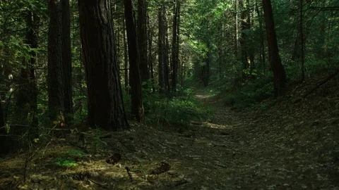 Nature, forest Vídeos de archivo 76135148