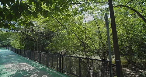 Nature forest Stock-Footage 118886128