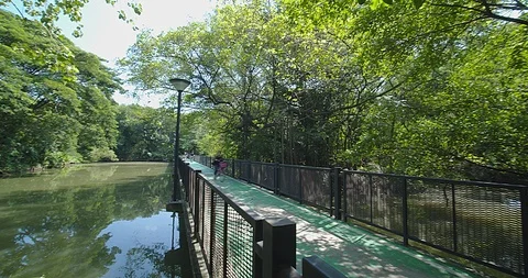 Nature forest Stock Footage 118886198