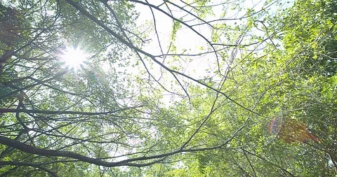 Nature forest Stock Footage 118886390