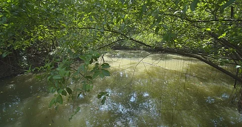 Nature forest Stock Footage 118886594