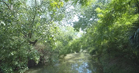 Nature forest Video stock 118886693