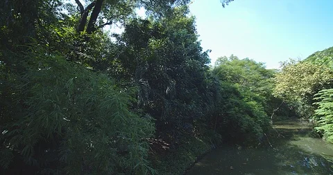 Nature forest Stock Footage 118886770