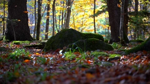 Nature  forest Stock Footage 130252466