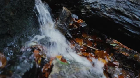 Nature Forest Stock Footage 170137630