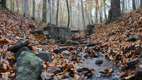 Nature Forest Stock Footage 170137631