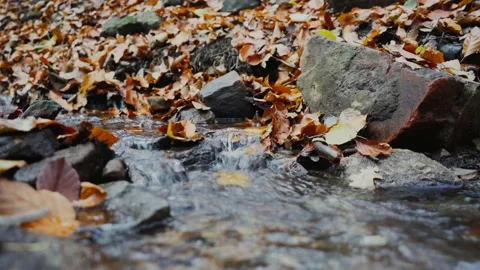 Nature Forest Stock Footage 170137632