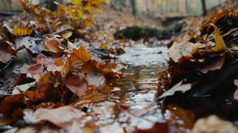 Nature Forest Stock Footage 170137633