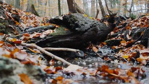 Nature Forest Stock Footage 170137634