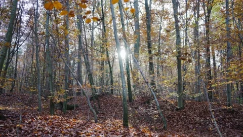 Nature Forest Stock Footage 170137668