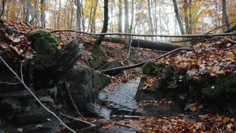 Nature Forest Stock Footage 170137670