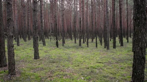Nature forest geometry. Trees in the woods. Forest perspective. Stock-Footage 117843666