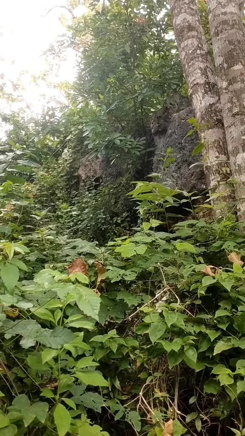 Nature - forest, green Stock Footage 327627582