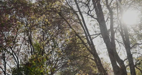 Nature forest green tree magic sunlight beam light in woodland. Beautiful rays o Vídeos de archivo 168598530