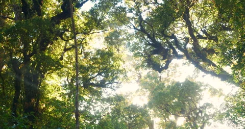 Nature forest green tree magic sunlight beam light in woodland Stock Footage 263019471