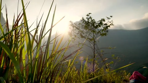 Nature forest green tree magic sunlight beam light in woodland. Beautiful rays o Stock Footage 263784743