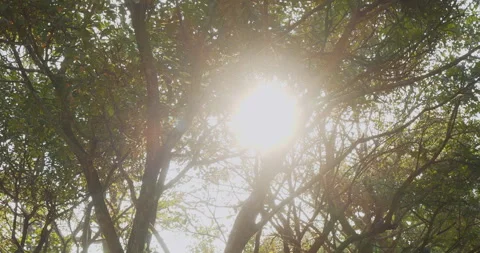 Nature forest green tree magic sunlight beam light in woodland Stock Footage 277178887
