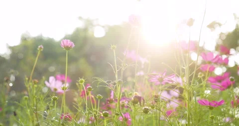 Nature forest green tree magic sunlight beam light in woodland Stock Footage 277178928