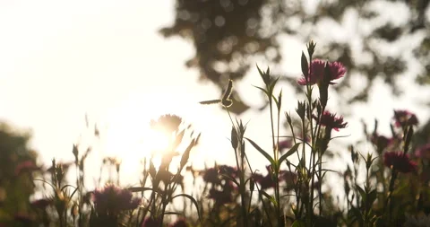 Nature forest green tree magic sunlight beam light in woodland Stock Footage 277183173