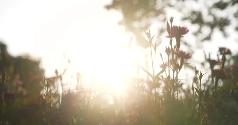 Nature forest green tree magic sunlight beam light in woodland. Beautiful rays o Stock Footage 277557626