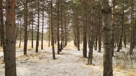 Nature forest landscape Stock Footage 237169177