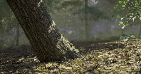 Nature in the forest with a leaning tree amidst fallen leaves Stock Illustration