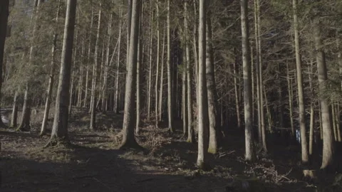 Nature, Forest, Low Angle Stock Footage 264769869