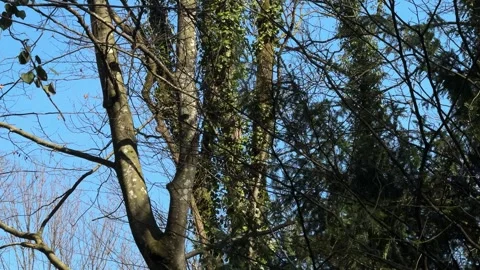 Nature forest oak willow tree outdoor blue skyline Switzerland woodland Stock Footage 311869954