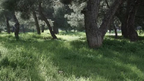 Nature forest Stock-Fotos