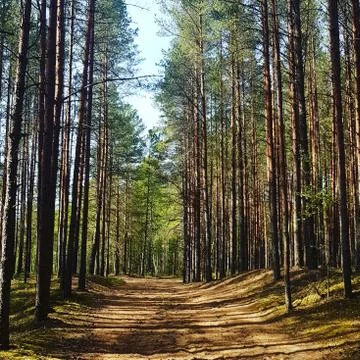 Nature forest Stock Photos