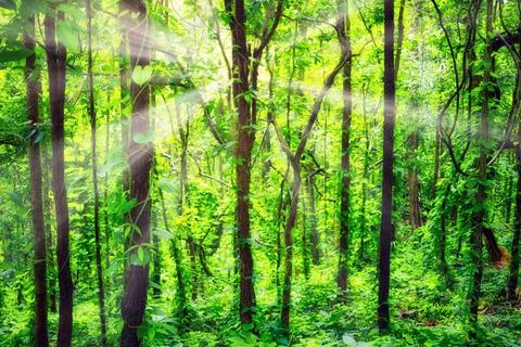 Nature forest Stock Photos
